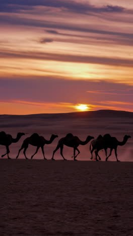camels in the desert sunset