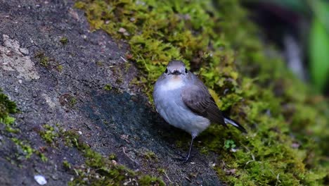 Taiga-Flycatcher,-Female,