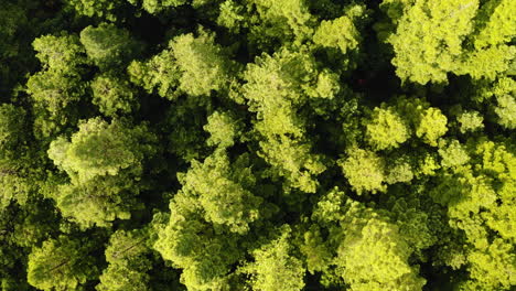 Gradual-aerial-ascend-above-sunlit-redwood-forest-tree-top-canopy-in-Australia