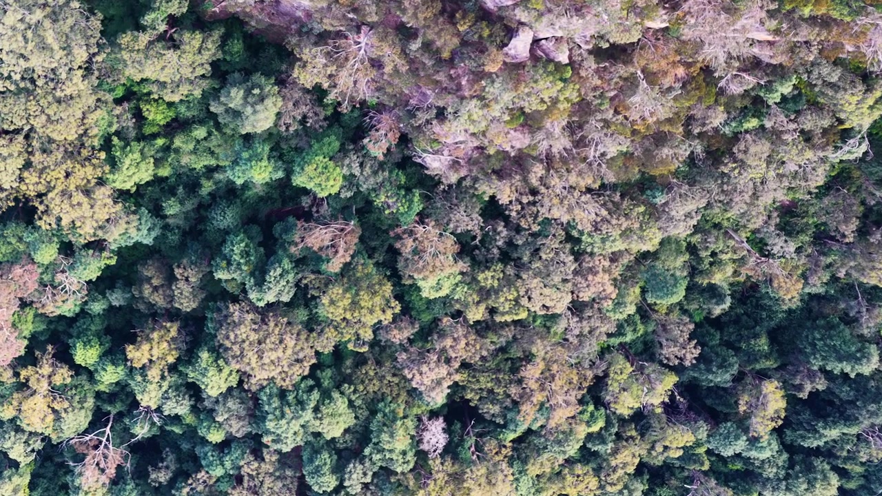 Ripresa aerea dall'alto della chioma lussureggiante della foresta di eucalipti nel Parco Nazionale delle Blue Mountains