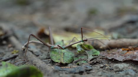 macro close up of phasmatodea stick insect bug raising front legs and antenna