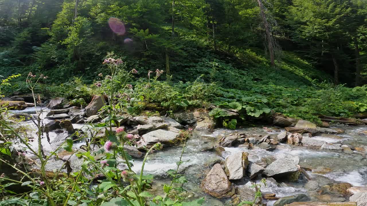 Serene Mountain River flowing through Lush Forest