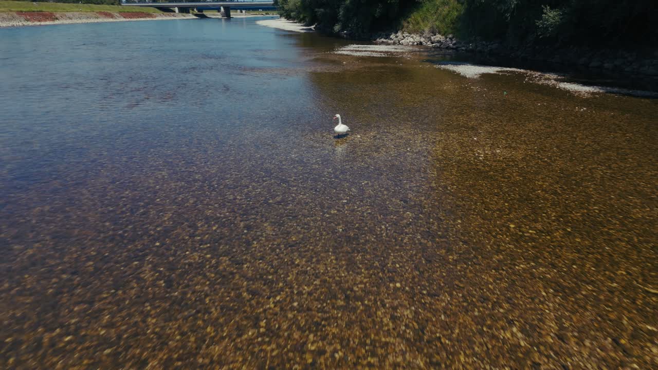 aerial - single white swan on clear shallow river near bridge with visible pebbles in Zagreb