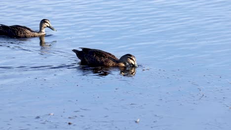 un par de patos deslizándose a través de un lago tranquilo