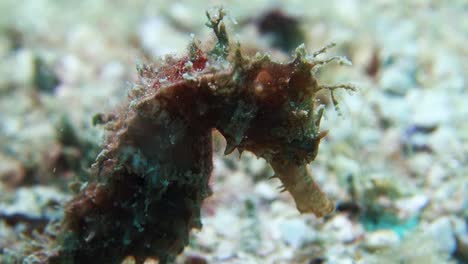 spikey algae covered hedgehog seahorse sits motionless on sandy sea bed