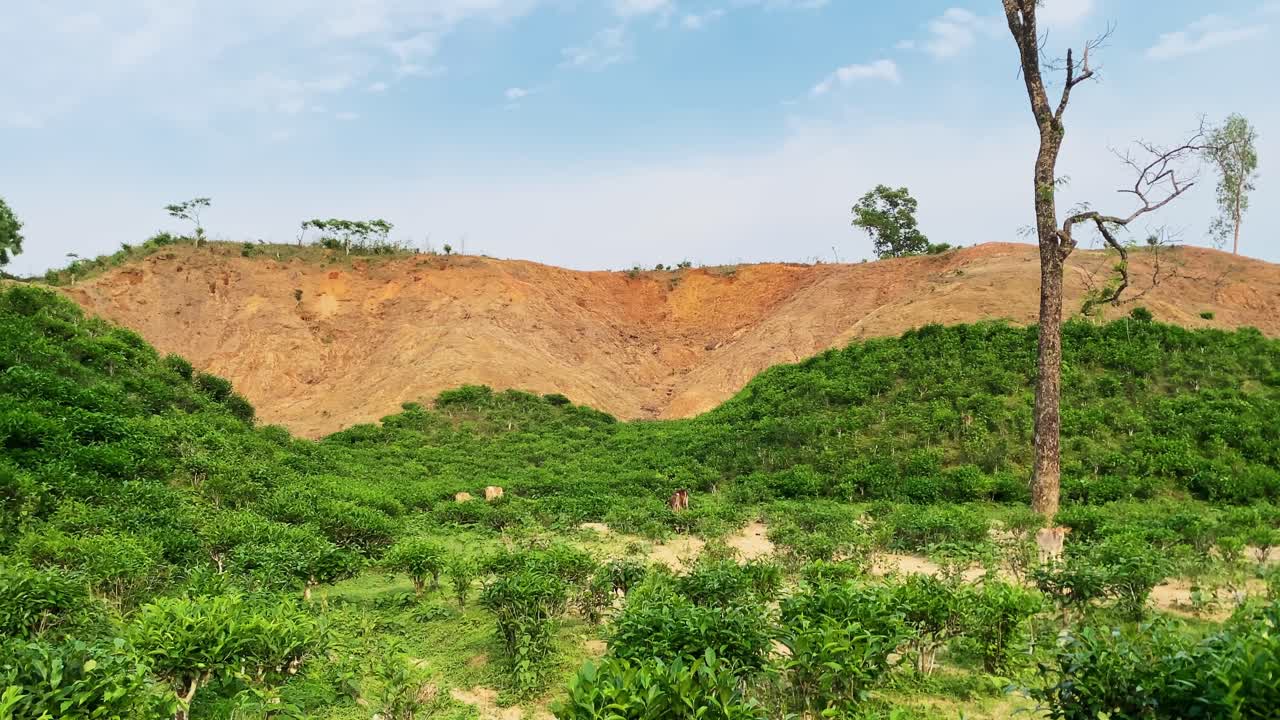 Deforestation and hill destruction beside tea garden in sylhet, Bangladesh