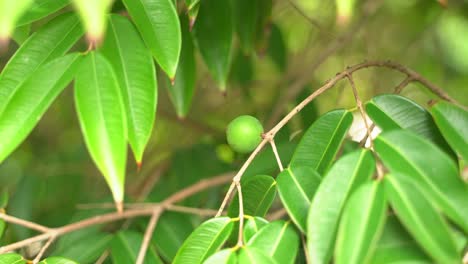 Great shot of beautiful shot of young green figs not yet ready for harvest