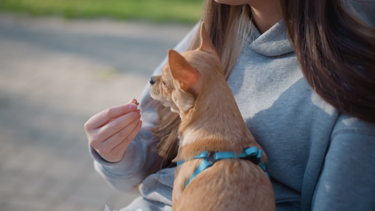 야외에서 치와와를 쓰다듬고 있는 백인 여성이 강아지에게 먹이를 주고 있어요. 공원에서 편안한 옷차림의 여성과 작은 강아지가 교감하는 모습이에요. 편안한 복장의 여성이 공원에서 훈련이 잘 된 작은 강아지에게 간식을 주고 있네요.