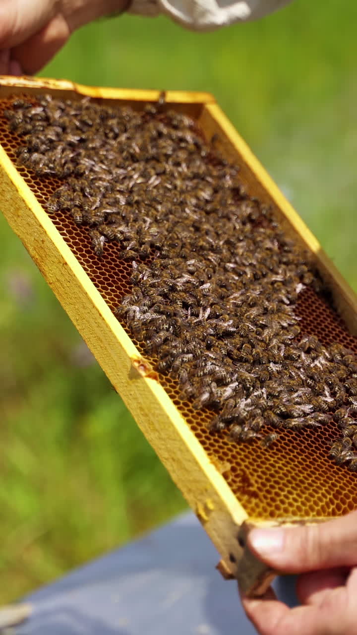 Bee frame in man's hands. Beekeeper holding and inspecting the honeycombs on the wooden frame with bees. Bees making pure organic product. Vertical video