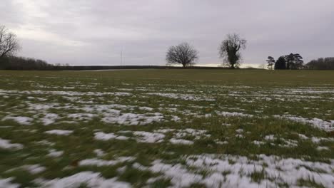 Schöner-Baum-In-Meiner-Nähe