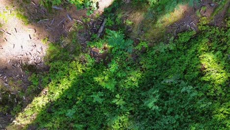 drone disparado entre los árboles, en el que la cámara captura el espacio directamente debajo del drone y se eleva entre las copas de los árboles