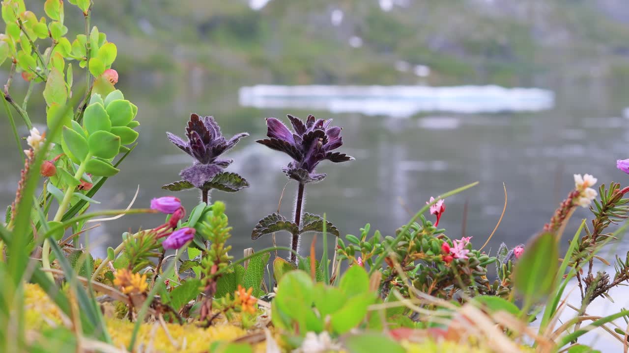 Arctic Tundra. Beautiful Nature Norway natural landscape. Tundra vegetation is composed of dwarf shrubs, sedges, grasses, mosses, and lichens.