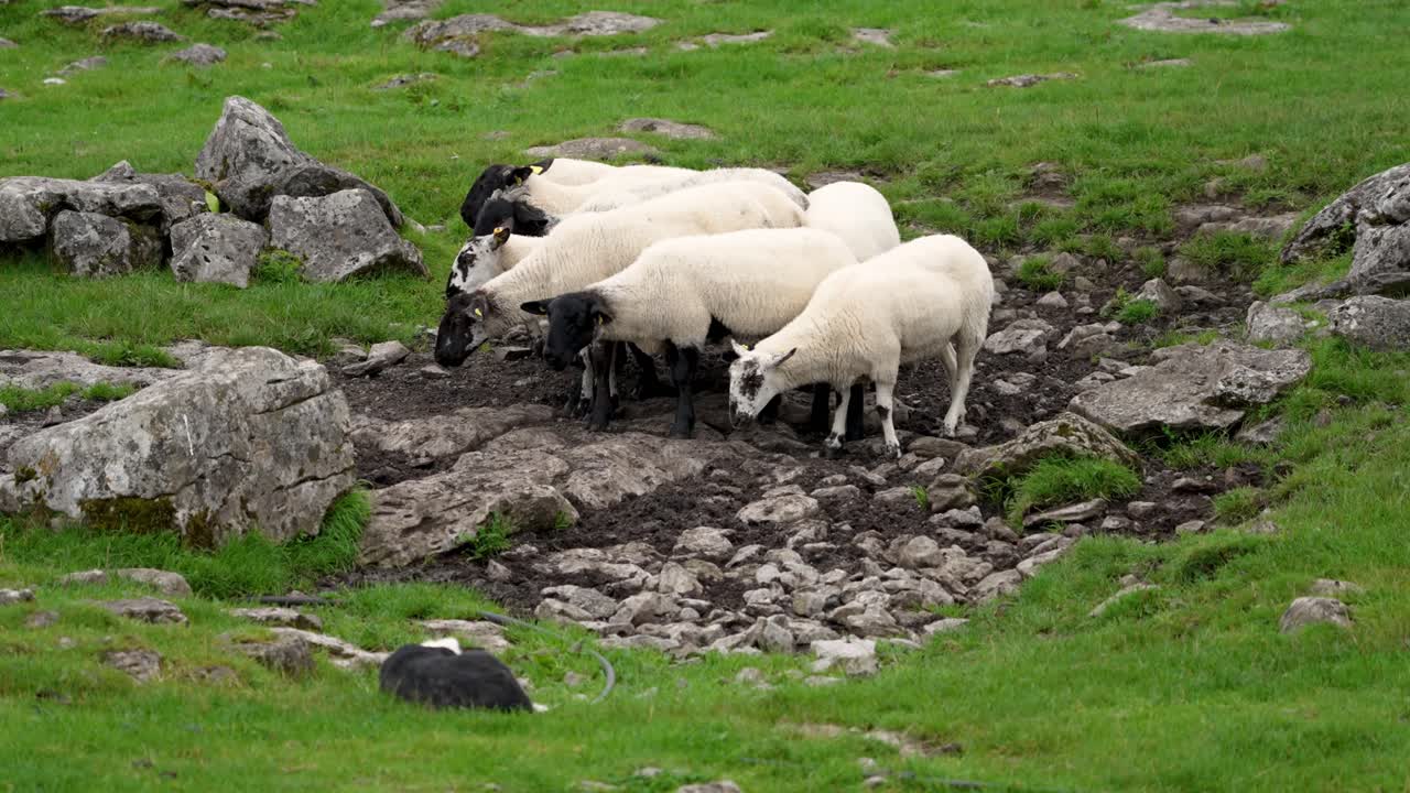 An intelligent Border Collie skillfully herds a flock of sheep in a rugged, green pasture in Ireland. The working dog holds the livestock together with intense focus