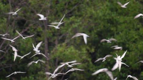 Terns-are-seabirds-that-can-be-found-all-throughout-the-world-at-sea,-rivers,-and-other-wider-bodies-of-water