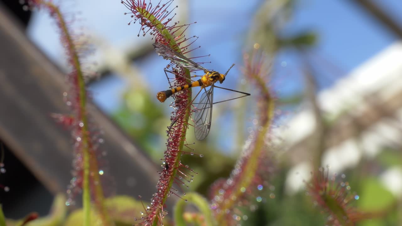 Tipula appollaiata su una pianta - Primo piano.