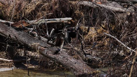 anhinga bird drying wings on a log