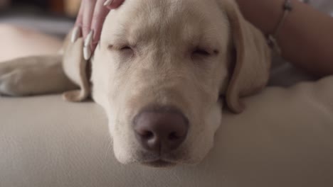 close-up picture of a dog's face, who has his eyes closed and is sleeping