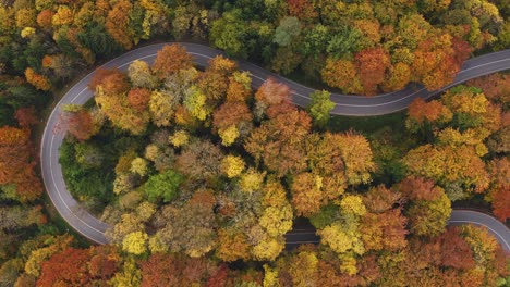 two transporter are driving down a serpentine street framed by colorful trees of a forest, captured from above by a professional drone