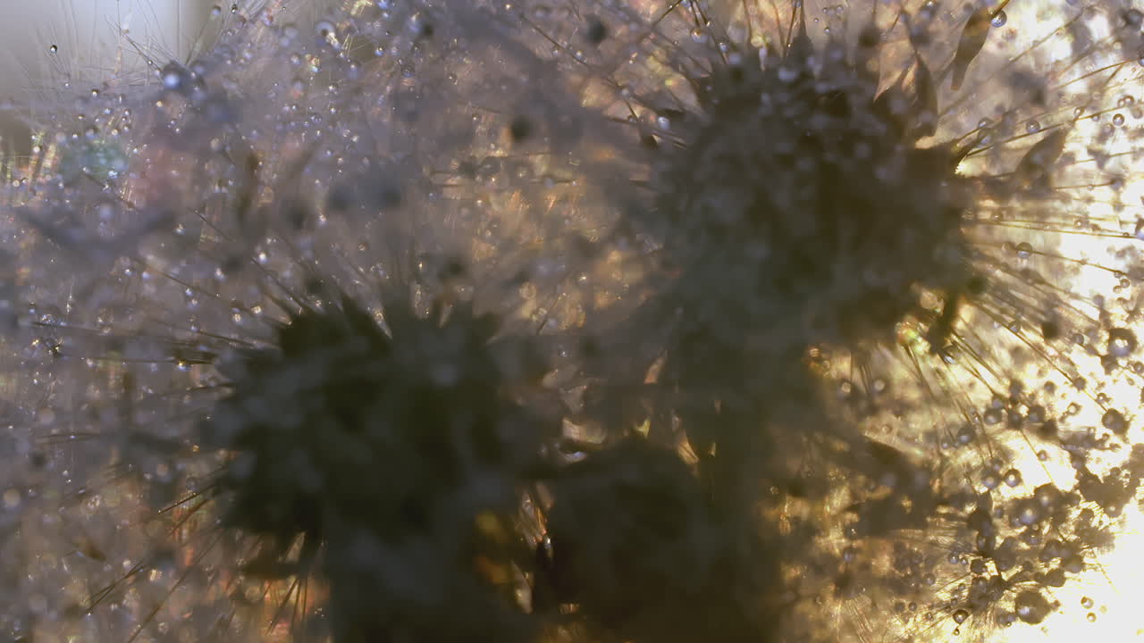 semillas de diente de león besadas con rocío