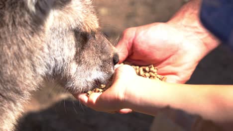 Young-child-and-his-father-hand-feeding-a-kangaroo-with-roo-feeds-on-their-hands,-close-up-shot-of-animal-encounter-with-native-Australian-species