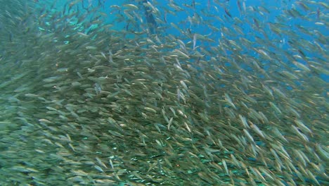 a close-up shot of sardines swimming along the coral reef