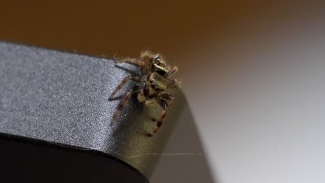 macro shot: jumping spider explores top of laptop screen