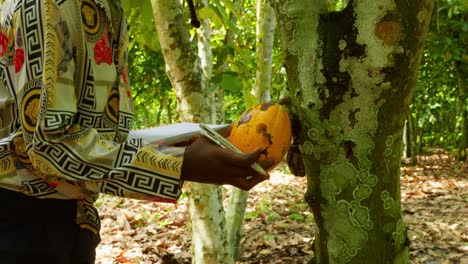 granjera africana negra con ropa tradicional comprobando un grano de cacao en una plantación de cacao escribiendo en un cuaderno los datos sobre la producción de alimentos