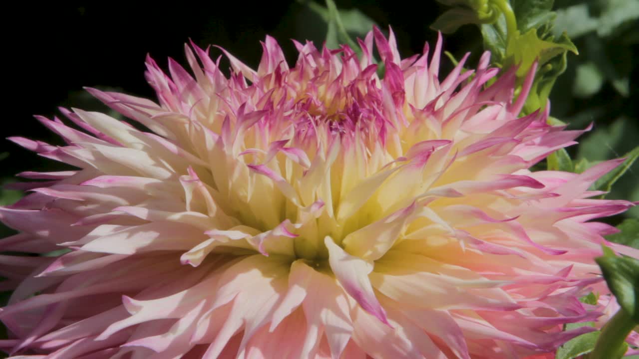 primer plano de una flor de dahlia rosa y blanca