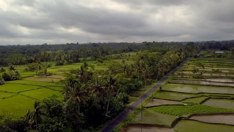 bali ricefield after rain