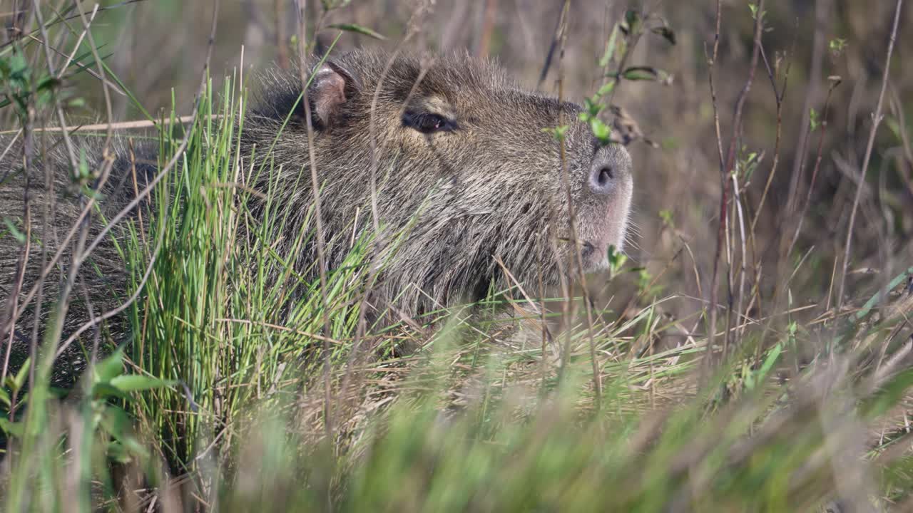 Capibara che mangia e mastica erba nelle pianure. - Scatto ravvicinato