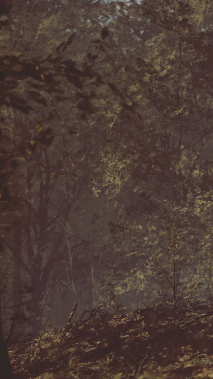 Forest scene with trees and foliage during evening hours in autumn