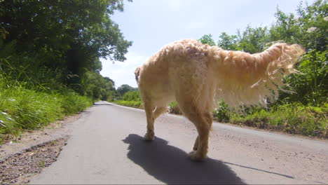 slow motion low angle of a unique and new bread goldendoodle walking on a leash or lead in the summer down a english country road in the summer