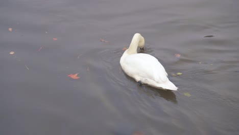 a swan moves slowly and elegantly across the water, dipping its beak beneath the surface to feed, creating soft ripples in a calm, natural setting.