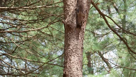 Linda-Ardilla-Gris-Euroasiática-Cuelga-Boca-Abajo-En-Un-Viejo-Tronco-De-Pino-En-Corea,-Sciurus-Vulgaris-En-El-Bosque-De-Abetos