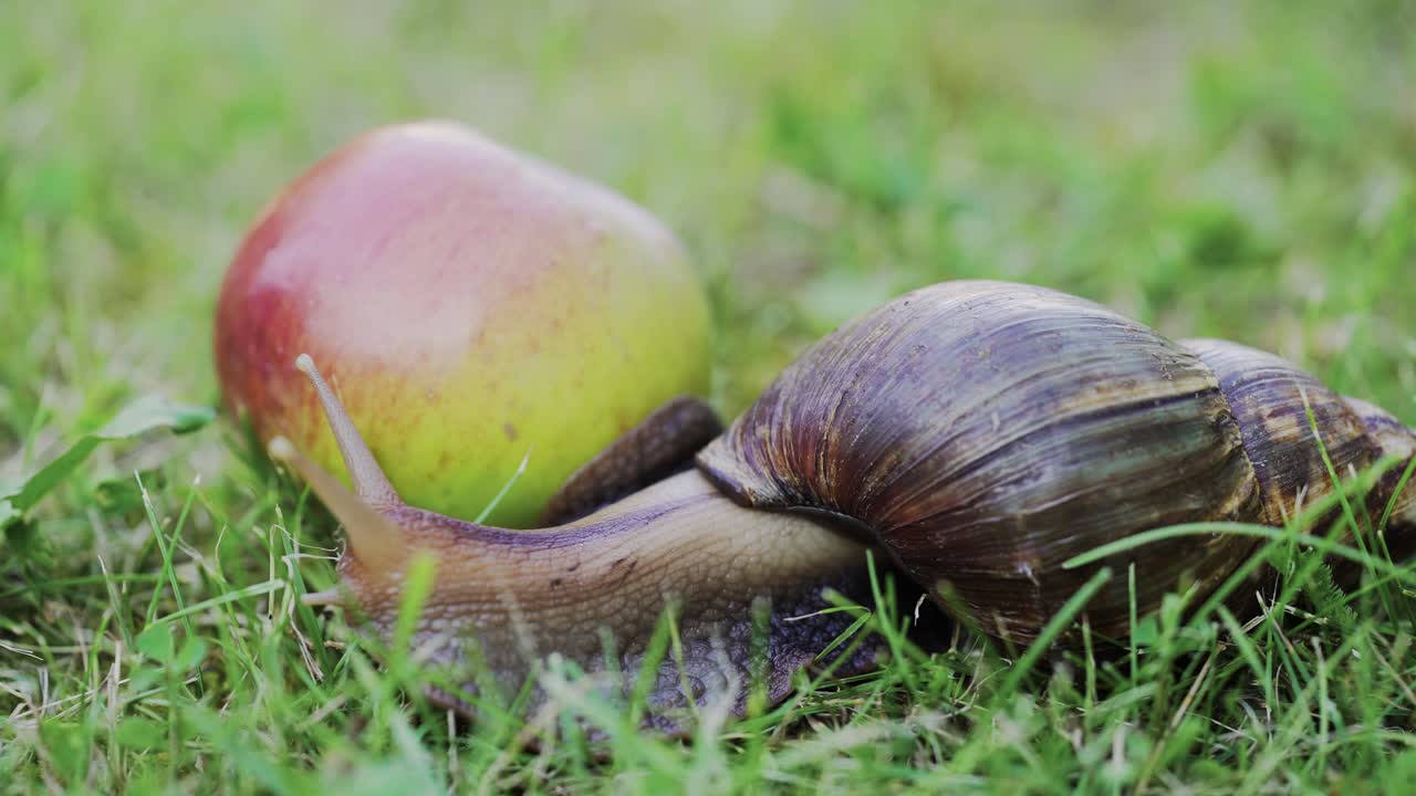 Una grande lumaca striscia in giardino. La lumaca gigante Achatina è il mollusco terrestre più grande.