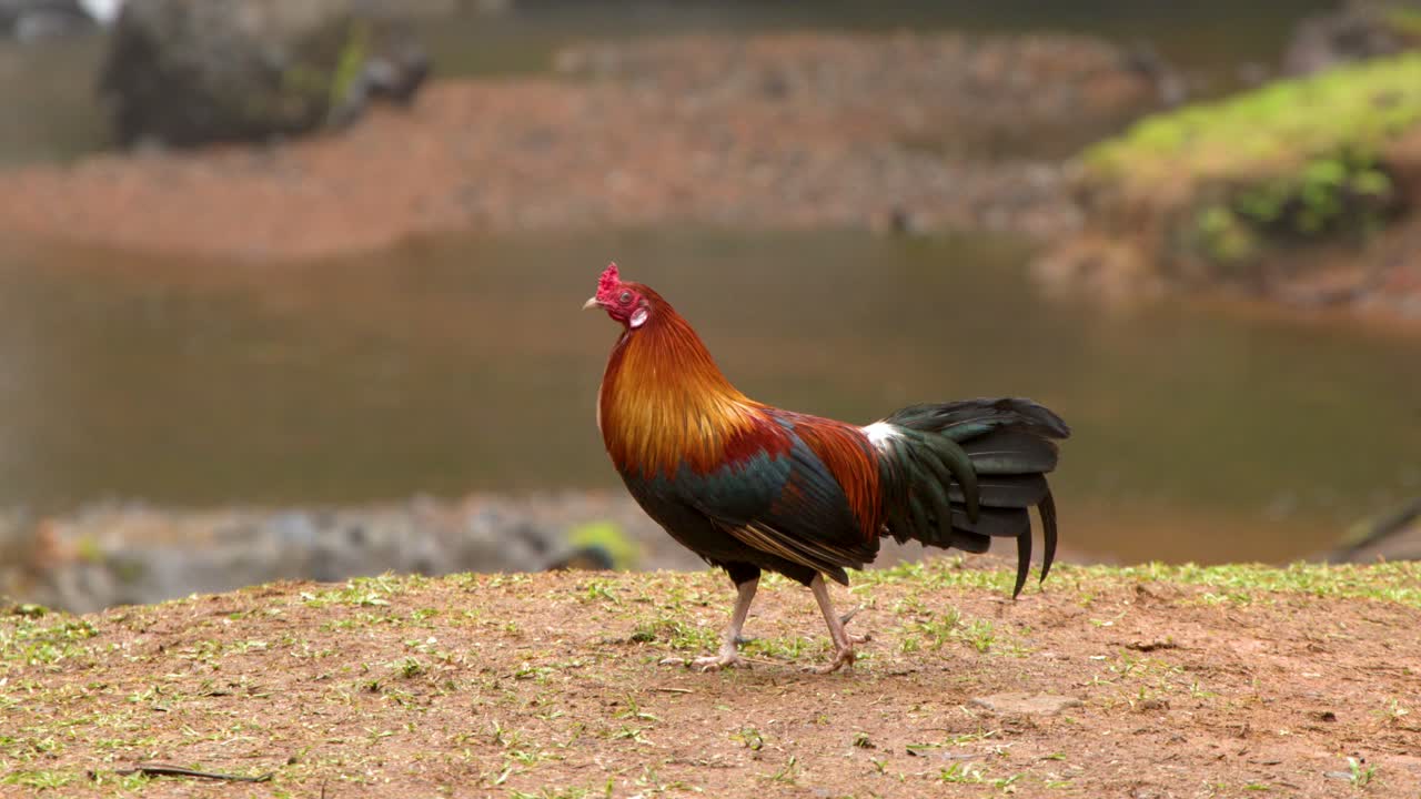 Un vivace gallo maschio cammina lungo un sentiero sterrato vicino a un fiume a Palau