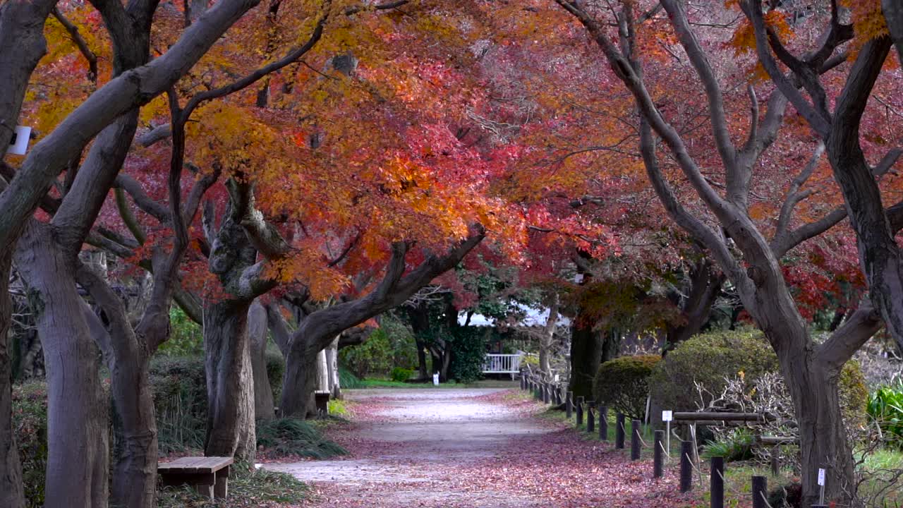 hermoso corredor lleno de árboles de colores otoñales en naranja y rojo - bloqueado