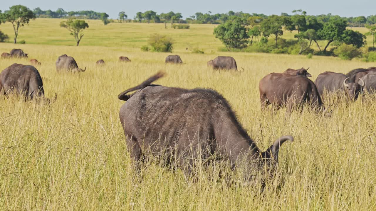 아프리카 버팔로  ⁇ 대 의 느린 움직임, 아프리카 동물 들 이 케냐 의 마사이 마라 국립 보호 구역 에서 야생 동물 사파리 를 하고 있다. 사바나 평야 와 긴 높은 풀 풍경 에서 촬영 된 자연