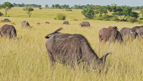 Cámara-Lenta-De-La-Manada-De-Búfalos-Africanos,-Animales-Africanos-En-Un-Safari-De-Vida-Silvestre-En-Masai-Mara-En-Kenia-En-La-Reserva-Nacional-De-Masai-Mara,-Toma-De-La-Naturaleza-En-Las-Llanuras-De-La-Sabana-Y-Paisajes-De-Hierba-Alta-Y-Larga
