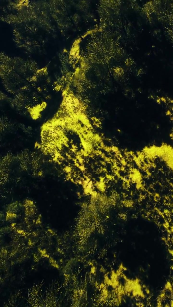 Luce solare che filtra attraverso gli alberi in una foresta durante le ore mattutine