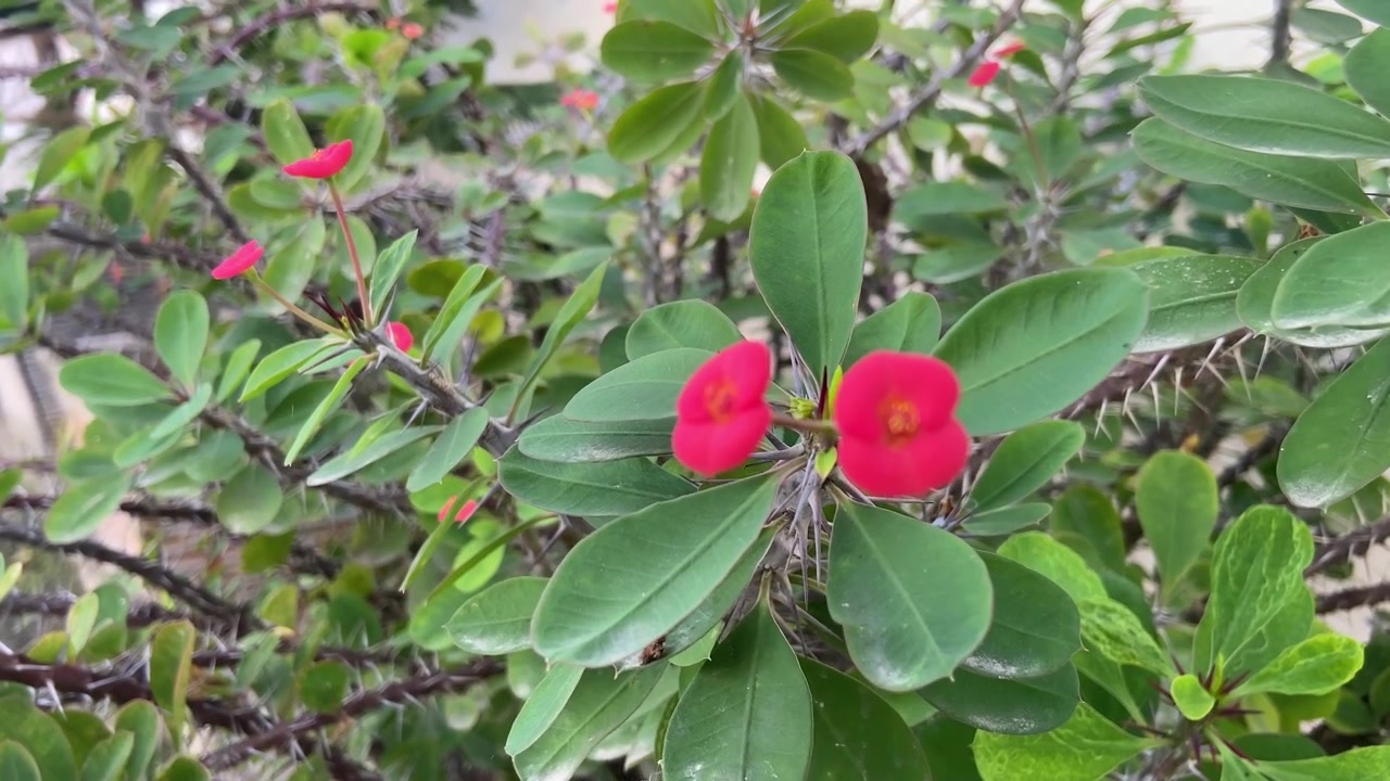 Primo piano di vivaci fiori rossi di Spina di Cristo su un arbusto spinoso