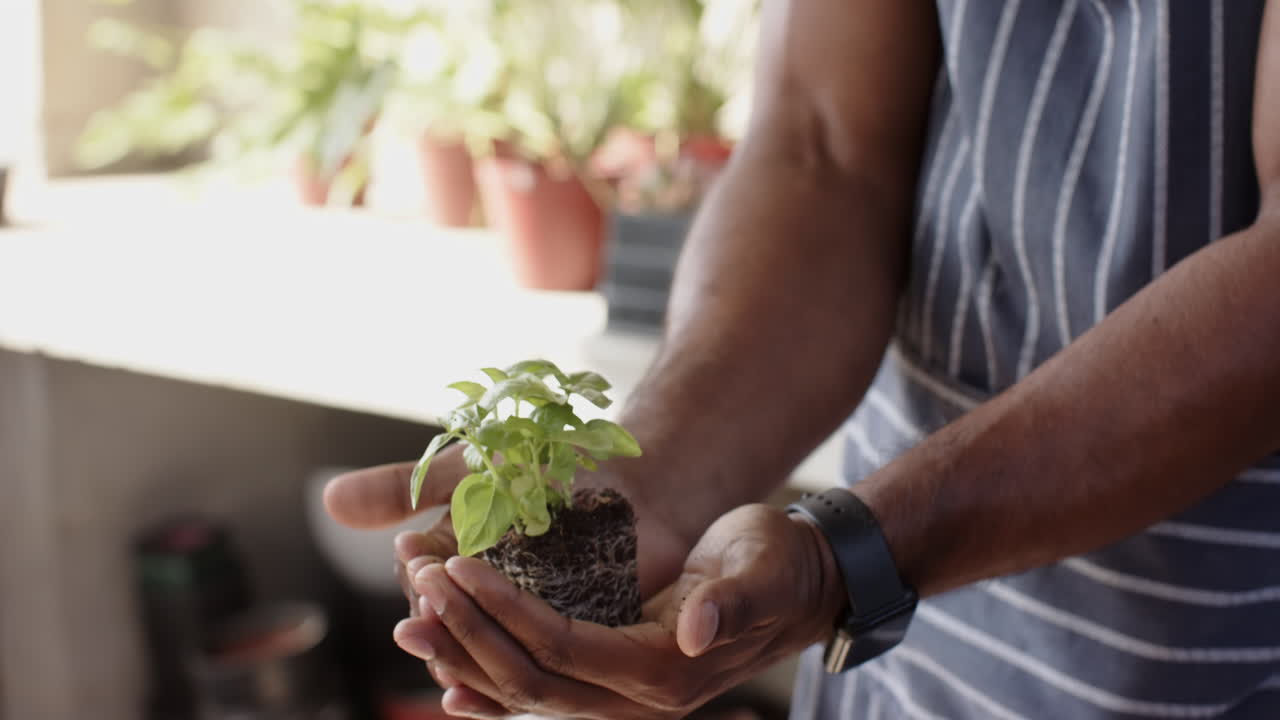 Gardener holding young plant in hands, nurturing growth in greenhouse