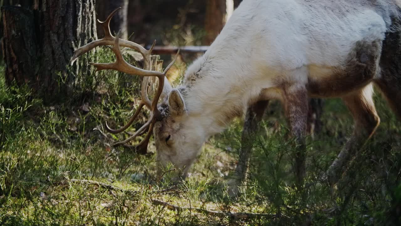 ciervo del bosque con hermosos cuernos comiendo hierba en una sombrilla