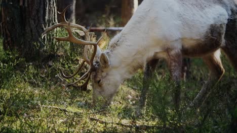 Ciervo-Del-Bosque-Con-Hermosos-Cuernos-Comiendo-Hierba-En-Una-Sombrilla