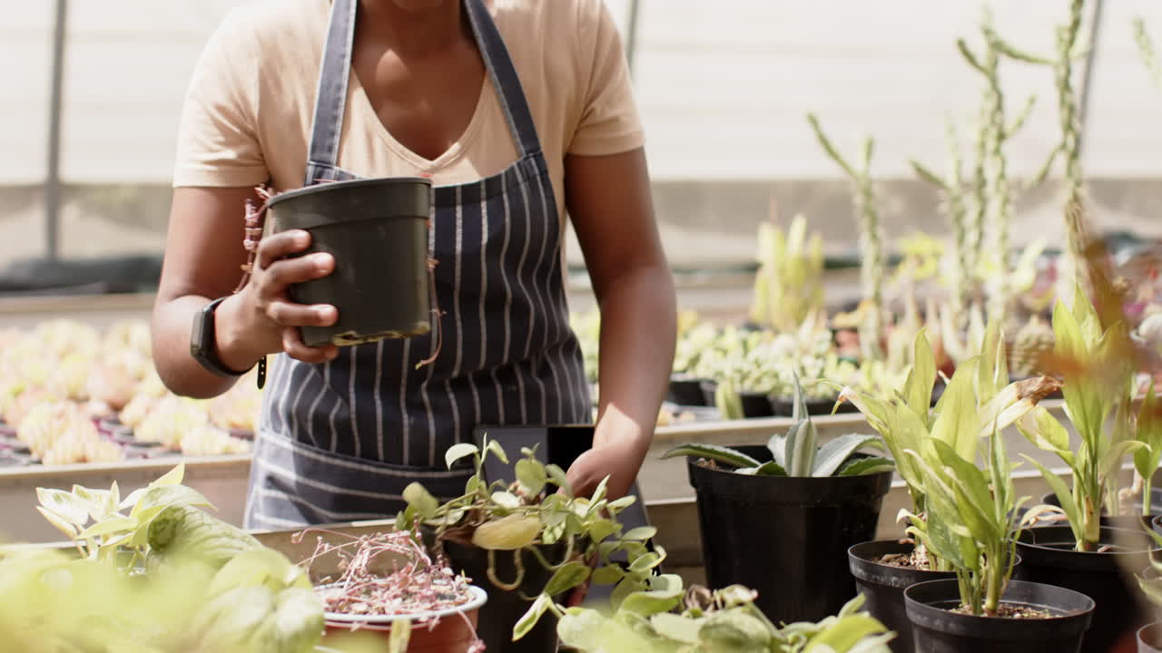 African American woman tending plants in greenhouse, wearing apron, focused on work