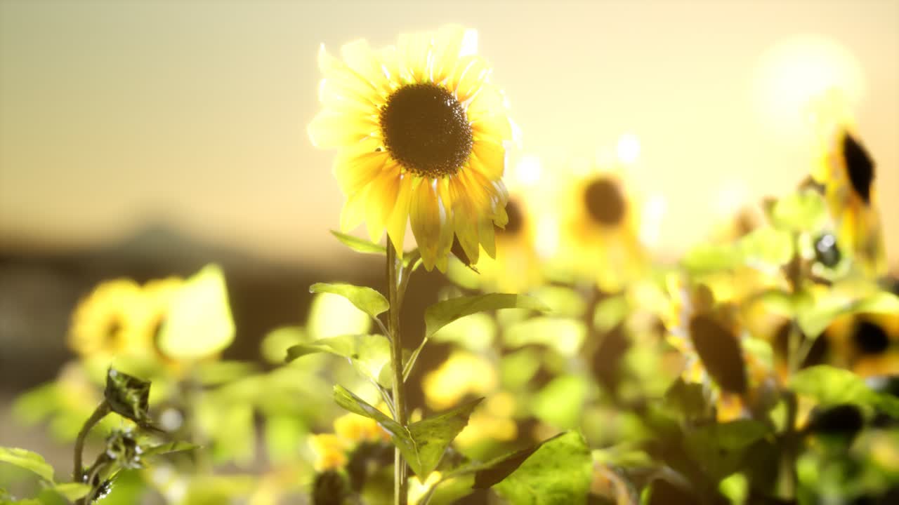campo de girasol en una cálida noche de verano