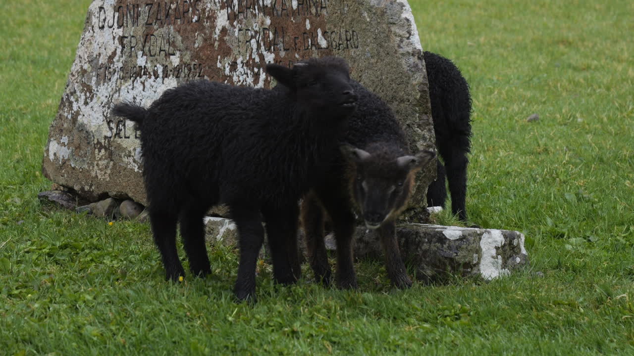 Young black lambs grazing in a green pasture next to an old memorial stone in the Faroe Islands