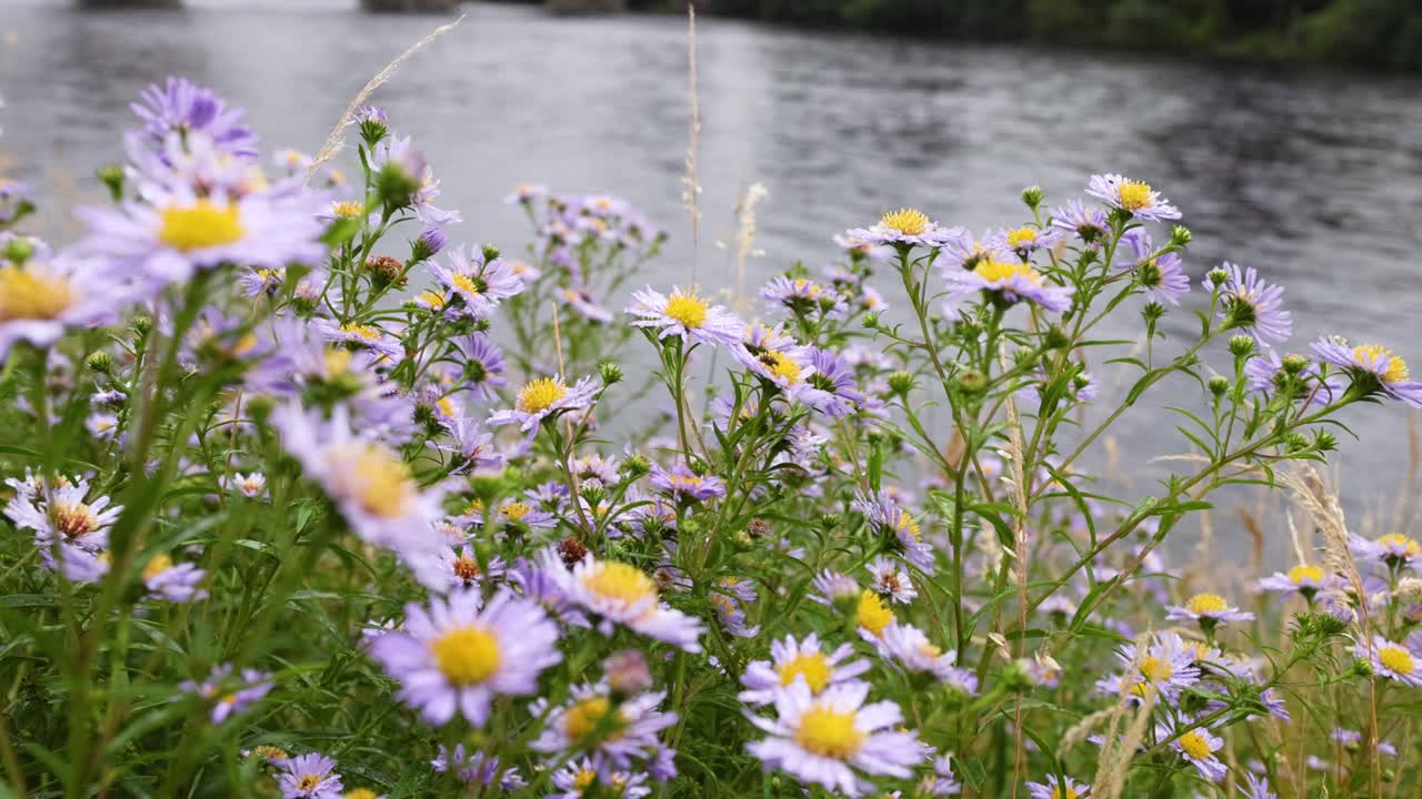 紫の花束が川の近くでらぎています
