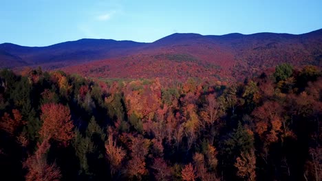drone flight over forest tree canopy, at the height of foliage season. deciduous and evergreen trees up a sloping mountain side, the backlit sun illuminating the tree colors.