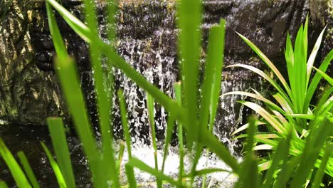 small waterfall in garden with plants